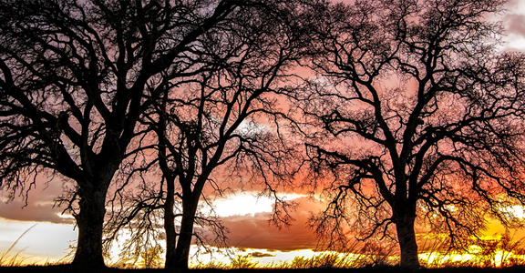 Silhouetted leafless trees stand across a grassy horizon at sunset in a park in Roseville. The sky glows with layered hues of orange, gold, and pink, with scattered clouds catching the last light. The intricate, dark branches contrast sharply against the vibrant sky, creating a calm, dramatic evening scene.