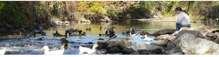 Dry creek with woman looking at the ducks