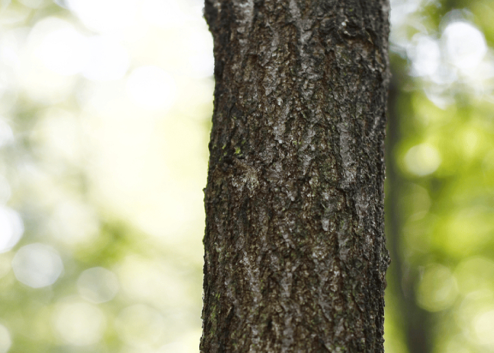 Sewer lines and trees