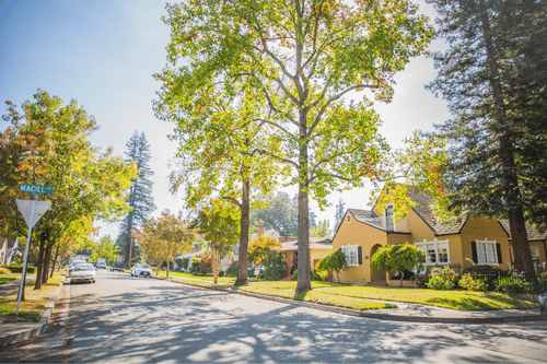 Tree-lined residential street with homes, parked cars, and sunlight filtering through large trees