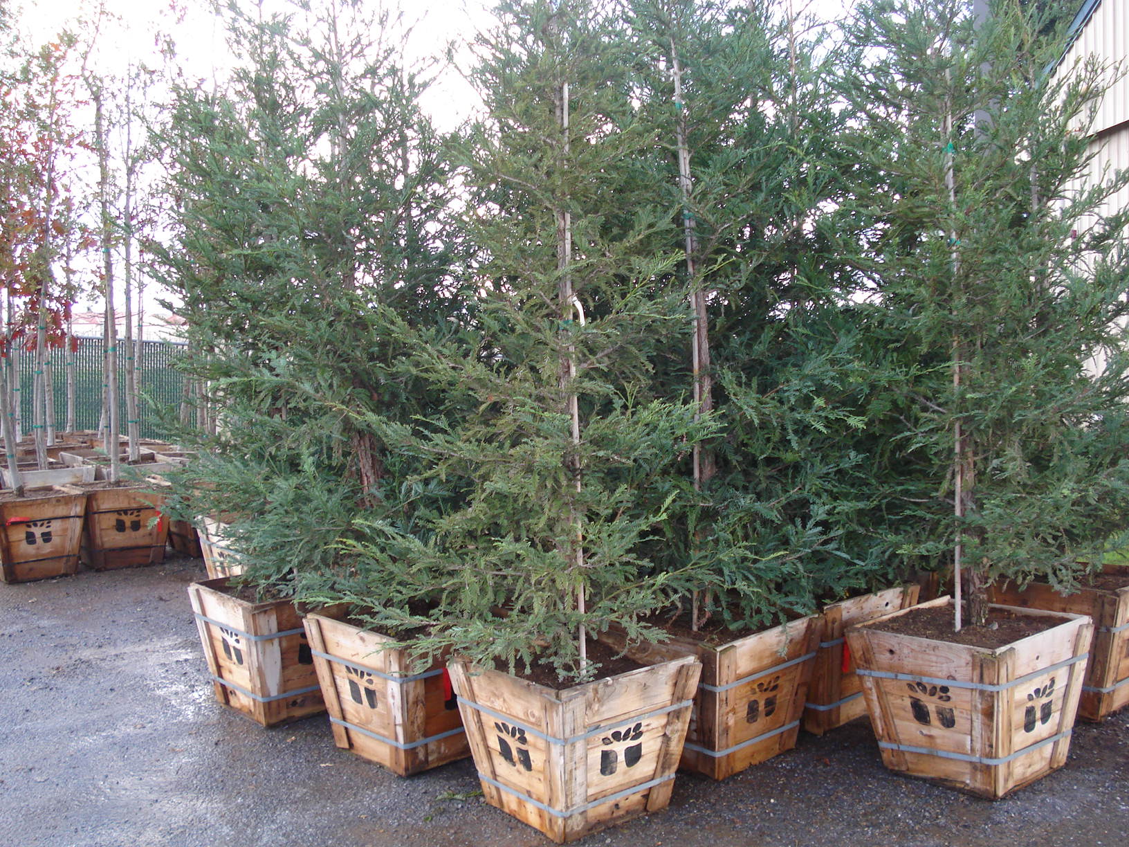 24in box trees