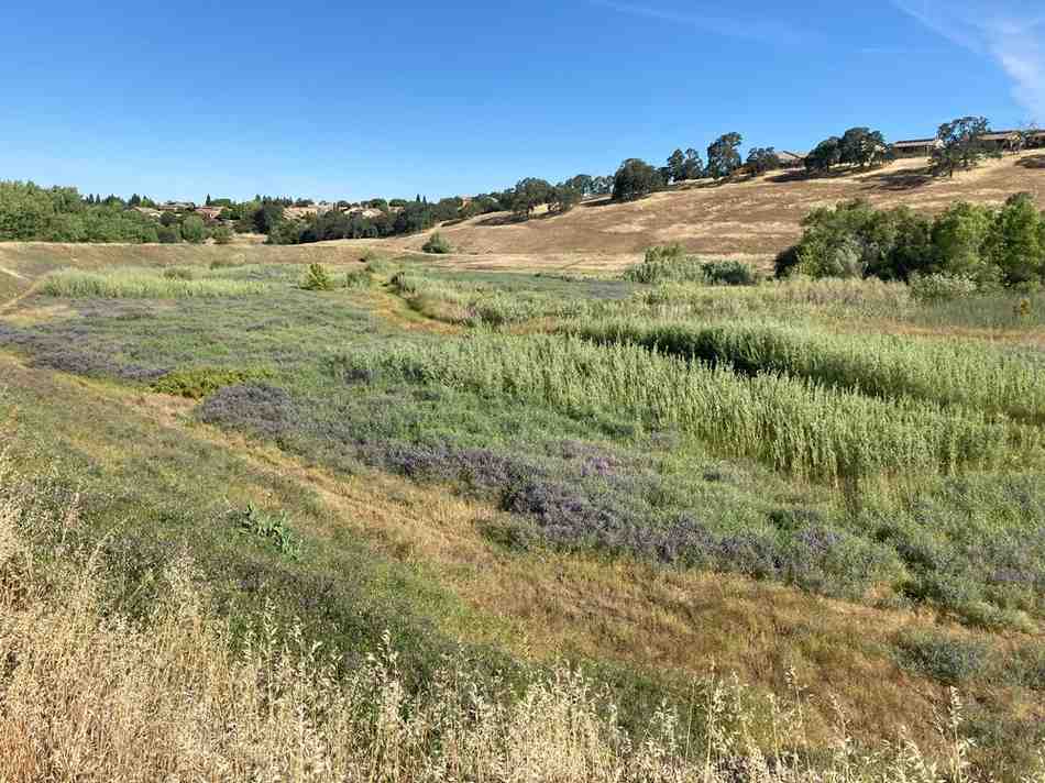A retention basin filled with wild plants. 