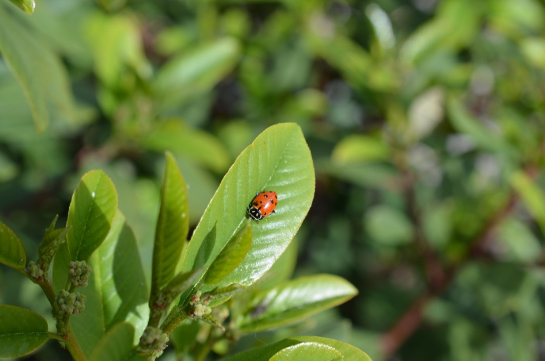 3_IPM Option A Beneficial Insect