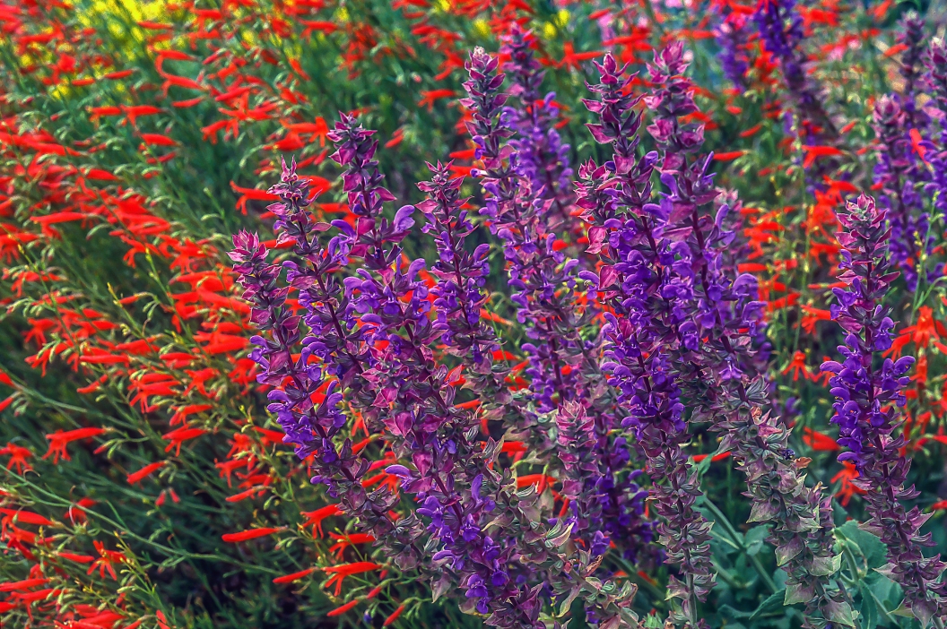 Water wise landscaping