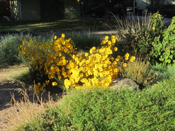Yellow plant in waterwise landscape