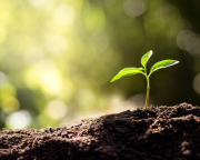 plant sprouting from the soil