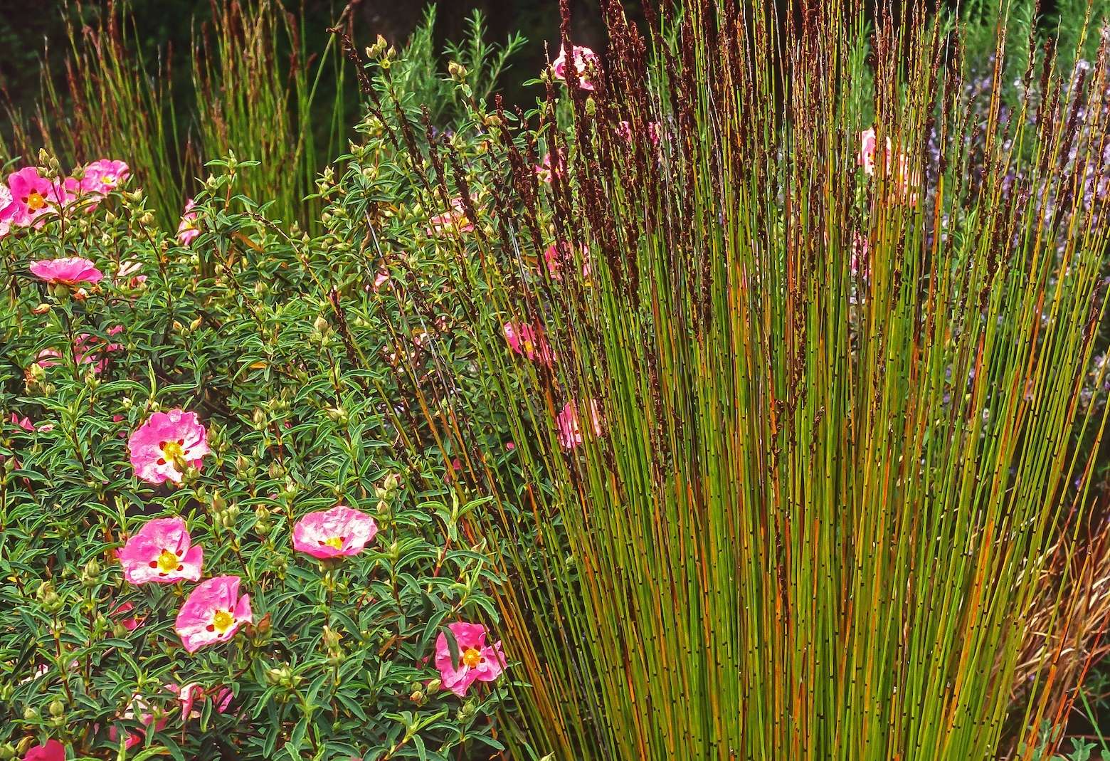 Water wise landscapes