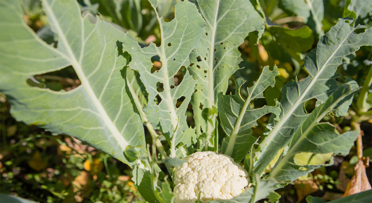 Plant problems and pests